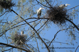 Herons on tree