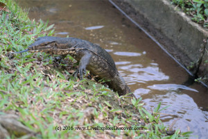 Monitor lizard coming out from the drain